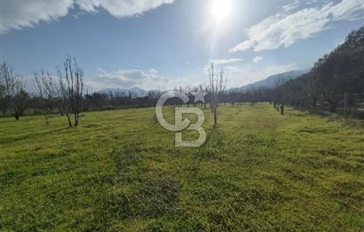 MUSELAND-KEMALPAŞA- MEHMET AKİF ERSOY- SATILIK KİRAZ BAHÇESİ