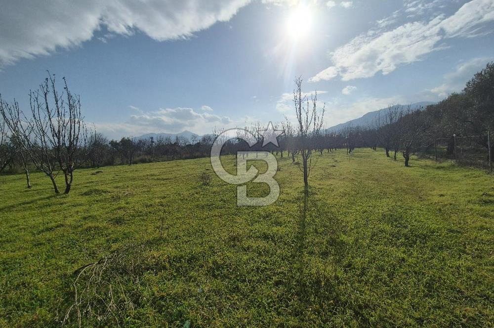 MUSELAND-KEMALPAŞA- MEHMET AKİF ERSOY- SATILIK KİRAZ BAHÇESİ