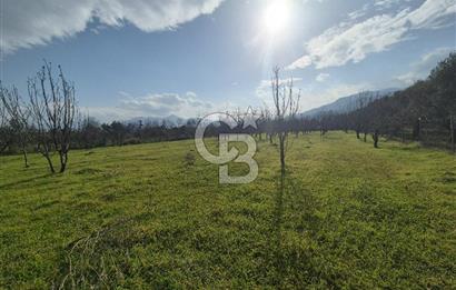 MUSELAND-KEMALPAŞA- MEHMET AKİF ERSOY- SATILIK KİRAZ BAHÇESİ