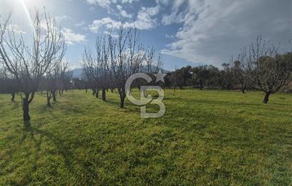 MUSELAND-KEMALPAŞA- MEHMET AKİF ERSOY- SATILIK KİRAZ BAHÇESİ