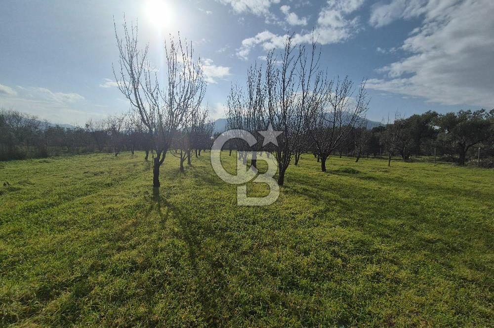 MUSELAND-KEMALPAŞA- MEHMET AKİF ERSOY- SATILIK KİRAZ BAHÇESİ