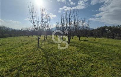 MUSELAND-KEMALPAŞA- MEHMET AKİF ERSOY- SATILIK KİRAZ BAHÇESİ