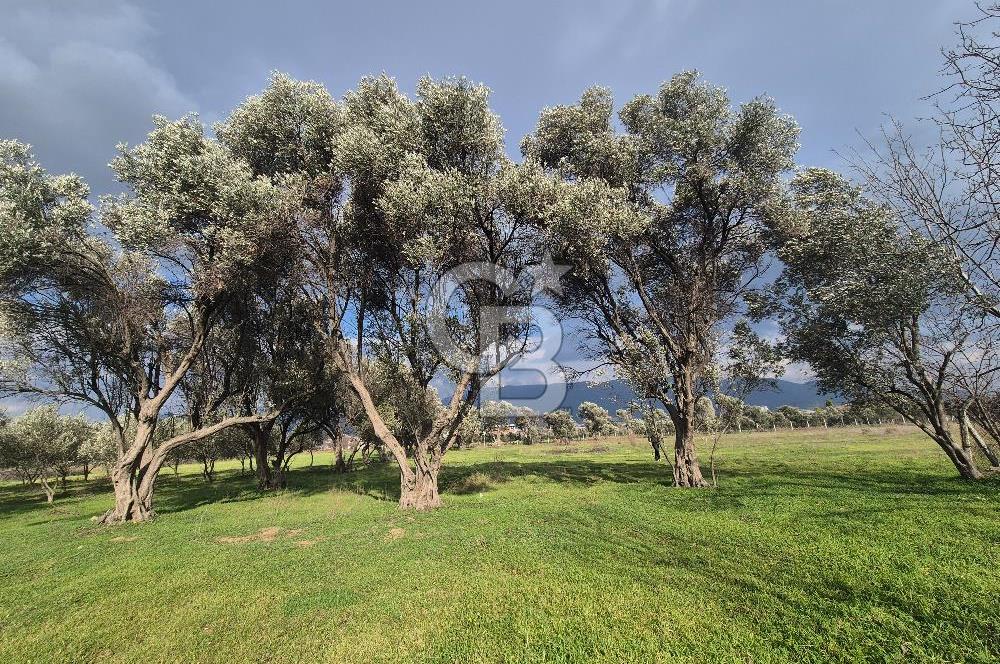 MUSELAND-KEMALPAŞA- MEHMET AKİF ERSOY- SATILIK KİRAZ BAHÇESİ