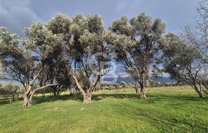 MUSELAND-KEMALPAŞA- MEHMET AKİF ERSOY- SATILIK KİRAZ BAHÇESİ
