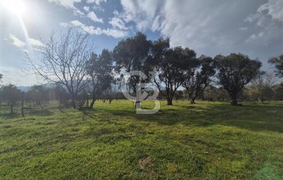 MUSELAND-KEMALPAŞA- MEHMET AKİF ERSOY- SATILIK KİRAZ BAHÇESİ