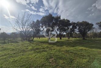 MUSELAND-KEMALPAŞA- MEHMET AKİF ERSOY- SATILIK KİRAZ BAHÇESİ - 1 - 327564