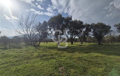 MUSELAND-KEMALPAŞA- MEHMET AKİF ERSOY- SATILIK KİRAZ BAHÇESİ