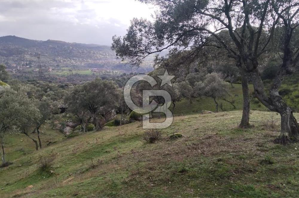 hisarardındaa Zeytinlik