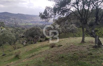 hisarardındaa Zeytinlik