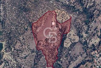 Aydın ÇİNE kasar mahallesinde satılık zeytinlik - 1 - 327537