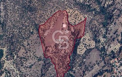 Aydın ÇİNE kasar mahallesinde satılık zeytinlik