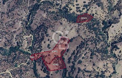 Aydın ÇİNE Kaşarda satılık zeytinlik