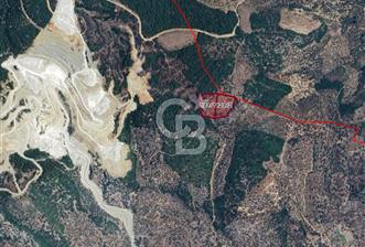 Aydın ÇİNE kasar mahallesinde satılık zeytinlik - 1 - 327532