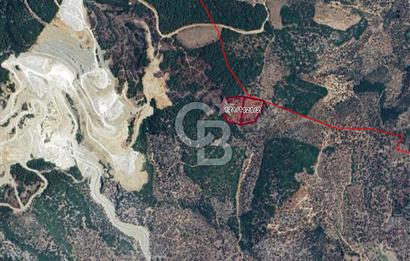 Aydın ÇİNE kasar mahallesinde satılık zeytinlik