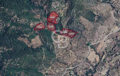 Aydın, Çine Kasar mah. Yakın parsellerde zeytinlik