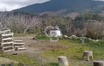 Karabağlar Kavacık Üzüm Bağı 