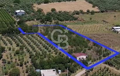 MUSELAND EVRENİN'DEN KEMALPAŞA AŞAĞI KIZILCA SATILIK BAĞ-BAHÇE