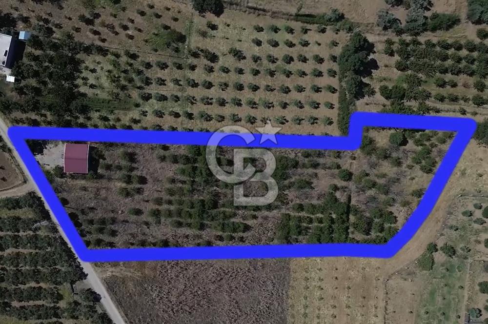 MUSELAND EVRENİN'DEN KEMALPAŞA AŞAĞI KIZILCA SATILIK BAĞ-BAHÇE