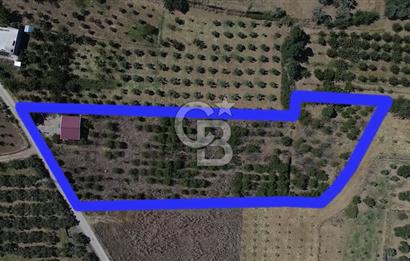 MUSELAND EVRENİN'DEN KEMALPAŞA AŞAĞI KIZILCA SATILIK BAĞ-BAHÇE