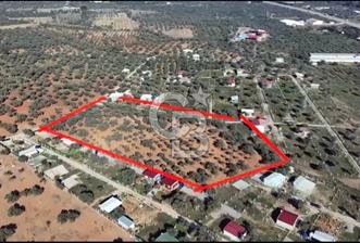 DAĞKIZILCA'DA MÜSTAKİL TAPULU ÇEVRİLİ 9.100M2 ZEYTİNLİK - 1 - 327679