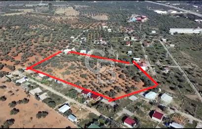 DAĞKIZILCA'DA MÜSTAKİL TAPULU ÇEVRİLİ 9.100M2 ZEYTİNLİK