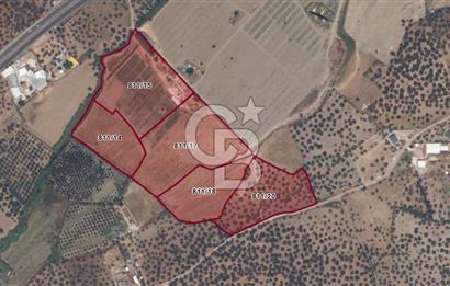 Ayvalık Fethiye Mahallesinde Kiralık Zeytinlik