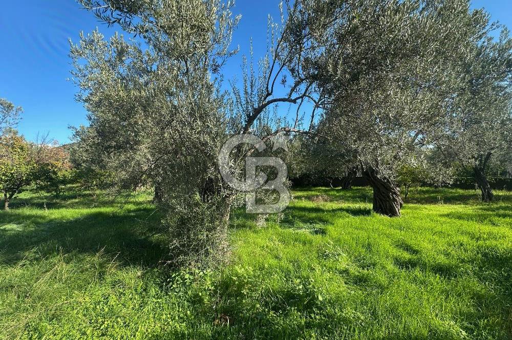 AYVACIK AHMETÇE EŞSİZ KONUMDA DENİZE 40 MT SATILIK VİLLA & ARAZİ