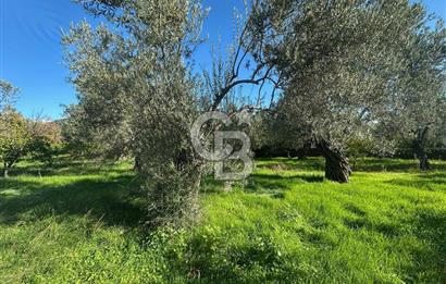 AYVACIK AHMETÇE EŞSİZ KONUMDA DENİZE 40 MT SATILIK VİLLA & ARAZİ