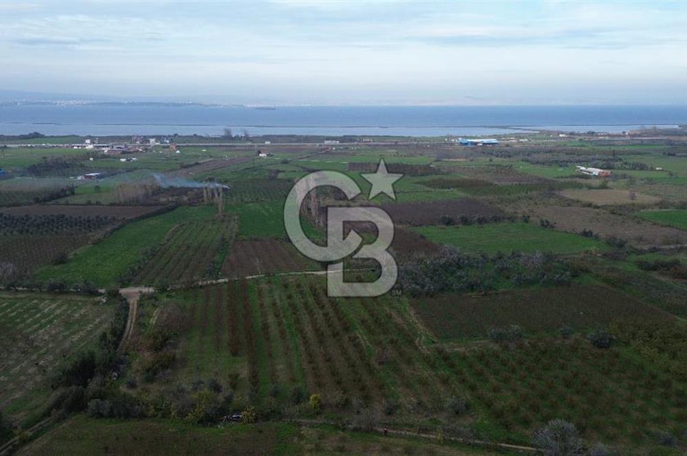 ÇANAKKALE LAPSEKİ ÇARDAK’TA SATILIK TARLA