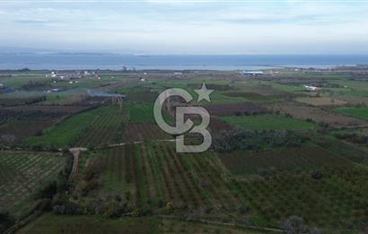 ÇANAKKALE LAPSEKİ ÇARDAK’TA SATILIK TARLA