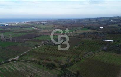 ÇANAKKALE LAPSEKİ ÇARDAK’TA SATILIK TARLA