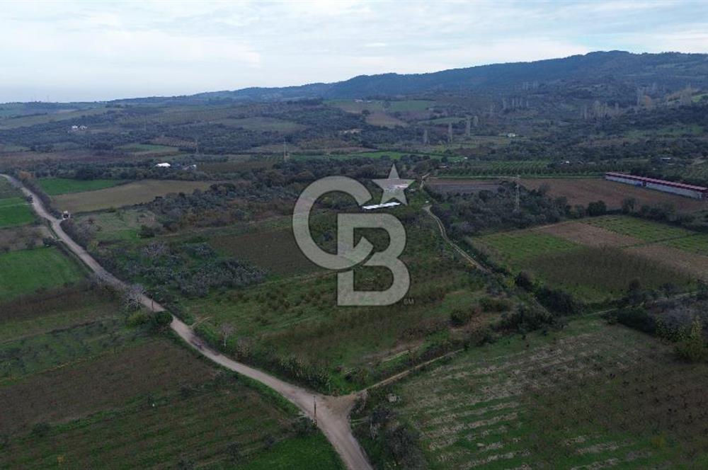 ÇANAKKALE LAPSEKİ ÇARDAK’TA SATILIK TARLA