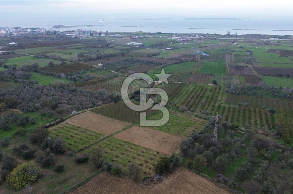 ÇANAKKALE LAPSEKİ ÇARDAK’TA SATILIK TARLA