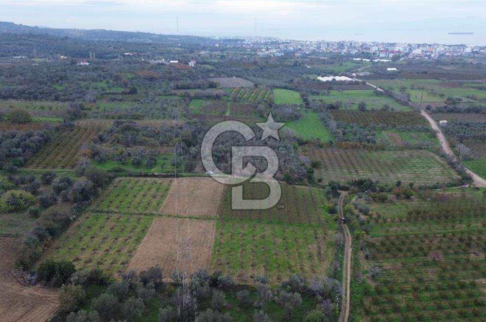 ÇANAKKALE LAPSEKİ ÇARDAK’TA SATILIK TARLA