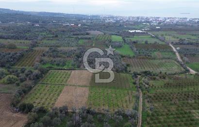 ÇANAKKALE LAPSEKİ ÇARDAK’TA SATILIK TARLA