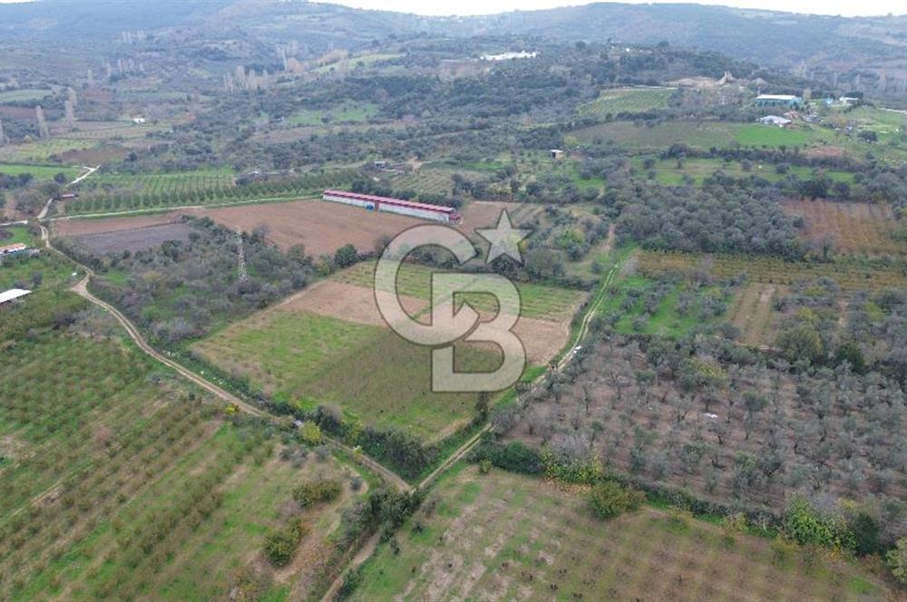 ÇANAKKALE LAPSEKİ ÇARDAK’TA SATILIK TARLA