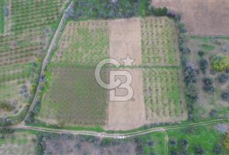 ÇANAKKALE LAPSEKİ ÇARDAK’TA SATILIK TARLA - 8 - 327839