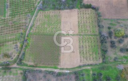 ÇANAKKALE LAPSEKİ ÇARDAK’TA SATILIK TARLA