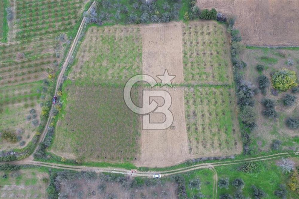 ÇANAKKALE LAPSEKİ ÇARDAK’TA SATILIK TARLA