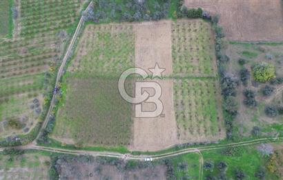 ÇANAKKALE LAPSEKİ ÇARDAK’TA SATILIK TARLA