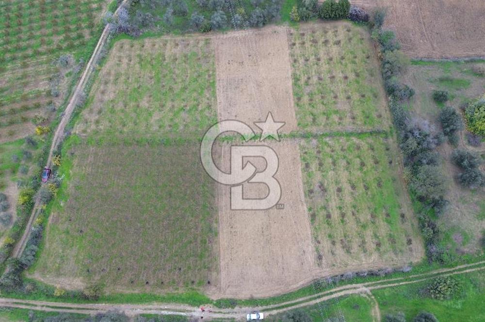 ÇANAKKALE LAPSEKİ ÇARDAK’TA SATILIK TARLA