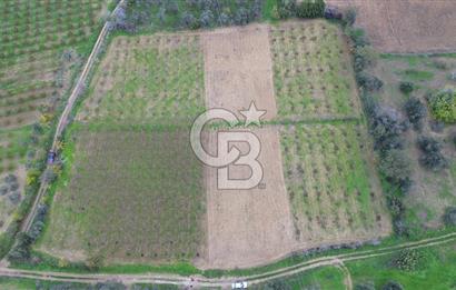 ÇANAKKALE LAPSEKİ ÇARDAK’TA SATILIK TARLA