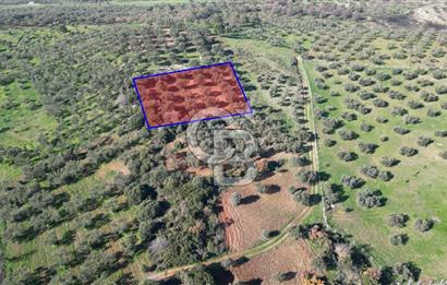 HELVACI KÖYÜNDE |ESKİ FOÇA YOLUNA YAKIN SATILIK TEK TAPU TARLA