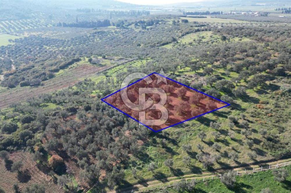 HELVACI KÖYÜNDE |ESKİ FOÇA YOLUNA YAKIN SATILIK TEK TAPU TARLA