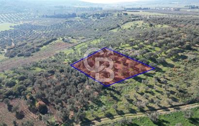 HELVACI KÖYÜNDE |ESKİ FOÇA YOLUNA YAKIN SATILIK TEK TAPU TARLA