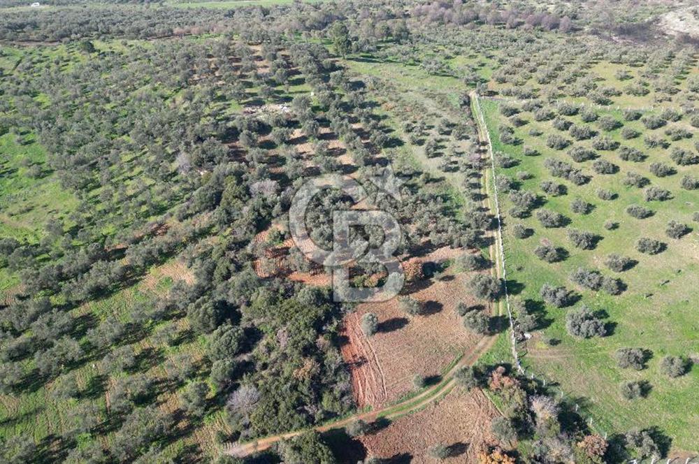 HELVACI KÖYÜNDE |ESKİ FOÇA YOLUNA YAKIN SATILIK TEK TAPU TARLA