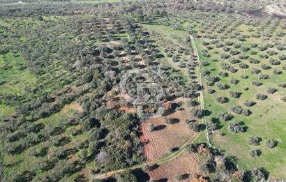 HELVACI KÖYÜNDE |ESKİ FOÇA YOLUNA YAKIN SATILIK TEK TAPU TARLA