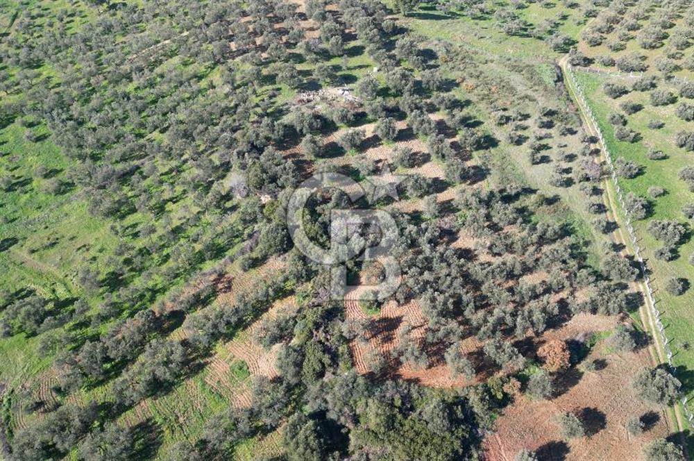 HELVACI KÖYÜNDE |ESKİ FOÇA YOLUNA YAKIN SATILIK TEK TAPU TARLA