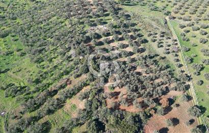 HELVACI KÖYÜNDE |ESKİ FOÇA YOLUNA YAKIN SATILIK TEK TAPU TARLA