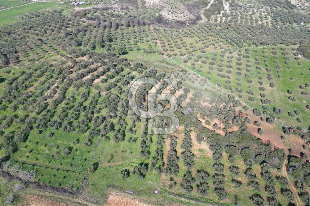 HELVACI KÖYÜNDE |ESKİ FOÇA YOLUNA YAKIN SATILIK TEK TAPU TARLA